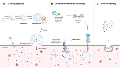 Potential application of traditional Chinese medicine in age-related macular degeneration—focusing on mitophagy